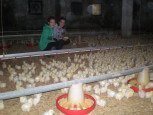Granja de pollos en casa rural Haritzalotz, Zurucuáin, tierra Estella :: Agroturismos en Navarra