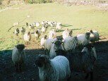 Rebaño de ovejas en las inmediaciones de casa rural Etxeberri, Goldaratz :: Agroturismo en Navarra