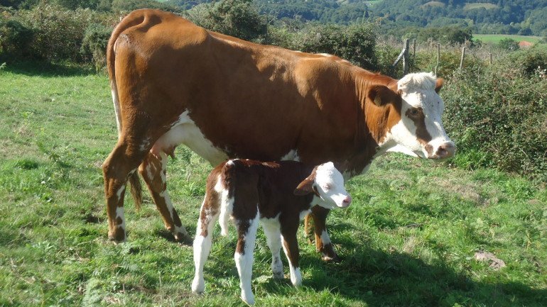 Vacas de casa rural Kastonea, Erratzu, valle de Baztan :: Agroturismos en Navarra