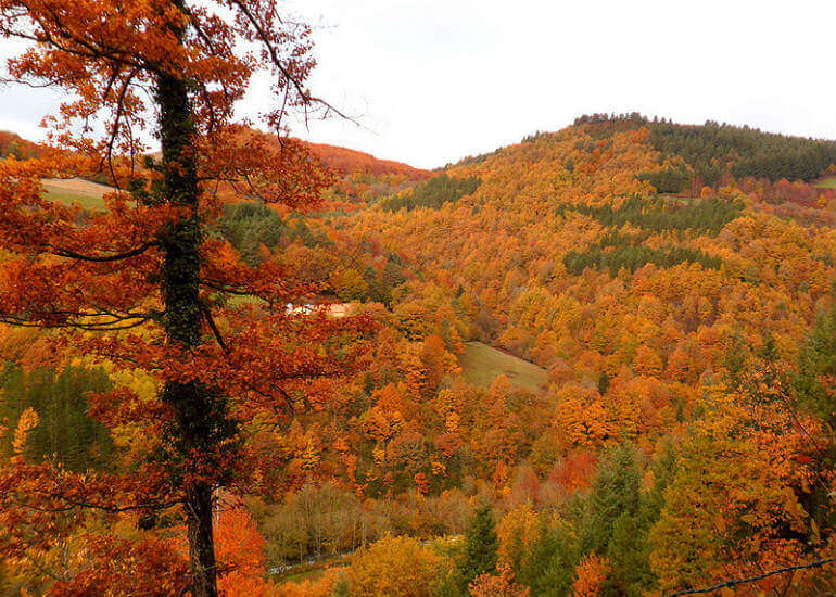 La selva de Irati en otoño :: Abelore, Casas Rurales de Agroturismo en Navarra