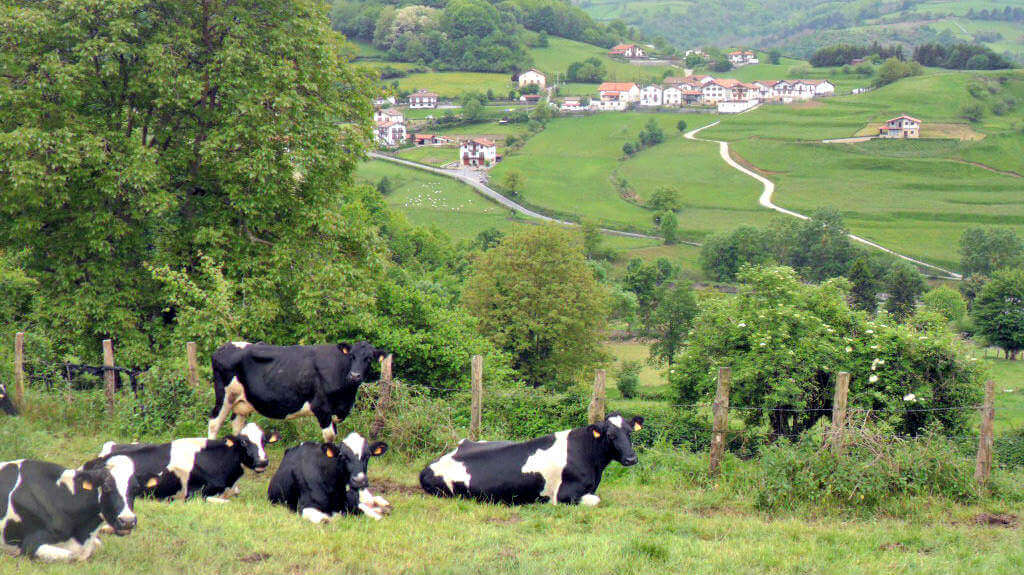 Vacas en el prado cerca de casa rural Eltson Etxea :: Abelore, Casas Rurales de Agroturismo en Navarra